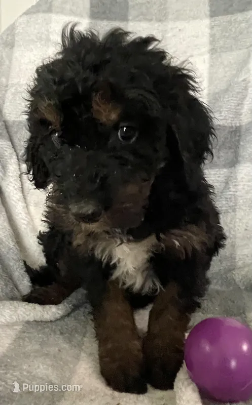 Emily – Miniature Bernedoodle puppy for sale in Milford, MI