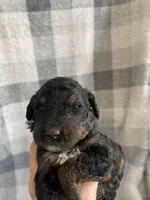 Emily, a female Miniature Bernedoodle for sale in Milford, MI – Photo 5 of 5