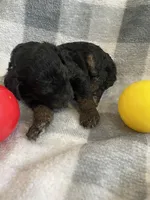 Emily, a female Miniature Bernedoodle for sale in Milford, MI – Photo 3 of 5