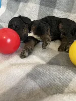 Emily, a female Miniature Bernedoodle for sale in Milford, MI – Photo 2 of 5