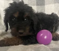 Emily, a female Miniature Bernedoodle for sale in Milford, MI – 2 of 10