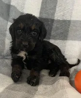 Emily, a female Miniature Bernedoodle for sale in Milford, MI – 4 of 10