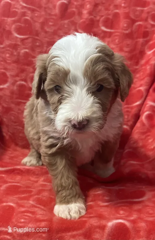 Charlie, a male Bernedoodle and Miniature Bernedoodle for sale in Milford, MI – Photo 1 of 3