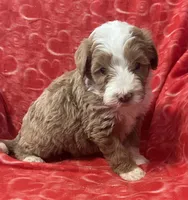 Charlie, a male Bernedoodle and Miniature Bernedoodle for sale in Milford, MI – Photo 2 of 3