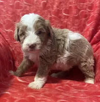 Charlie, a male Bernedoodle and Miniature Bernedoodle for sale in Milford, MI – Photo 3 of 3