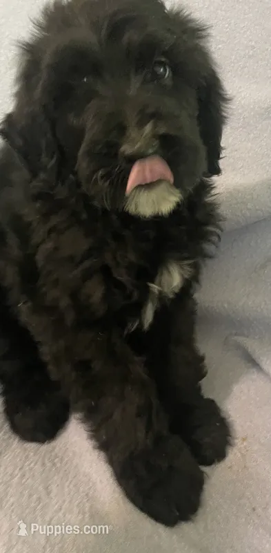 Bernie – Miniature Bernedoodle puppy for sale in Milford, MI