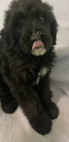 Bernie, a male Miniature Bernedoodle for sale in Milford, MI – 1 of 9