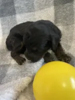 Abby, a female Bernedoodle for sale in Milford, MI – Photo 2 of 5