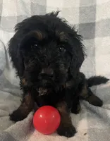 Abby, a female Bernedoodle for sale in Milford, MI – 5 of 10