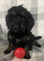 Abby, a female Bernedoodle for sale in Milford, MI – 3 of 10