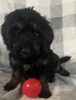 Abby, a female Bernedoodle for sale in Milford, MI – 2 of 10