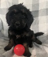 Abby, a female Bernedoodle for sale in Milford, MI – 4 of 10