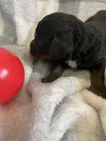 Abby, a female Bernedoodle for sale in Milford, MI – Photo 4 of 5