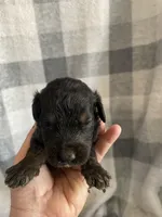 Abby, a female Bernedoodle for sale in Milford, MI – Photo 3 of 5