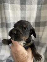 Abby, a female Bernedoodle for sale in Milford, MI – Photo 5 of 5