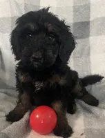 Abby, a female Bernedoodle for sale in Milford, MI – 1 of 10