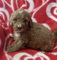 Scarlet, a female Bernedoodle and Miniature Bernedoodle for sale in Milford, MI – Photo 2 of 3