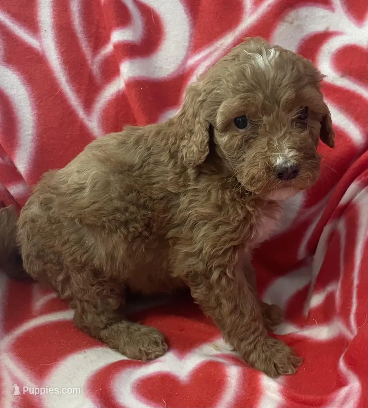 Scarlet, a female Bernedoodle and Miniature Bernedoodle for sale in Milford, MI – Photo 1 of 3
