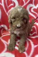Scarlet, a female Bernedoodle and Miniature Bernedoodle for sale in Milford, MI – Photo 3 of 3