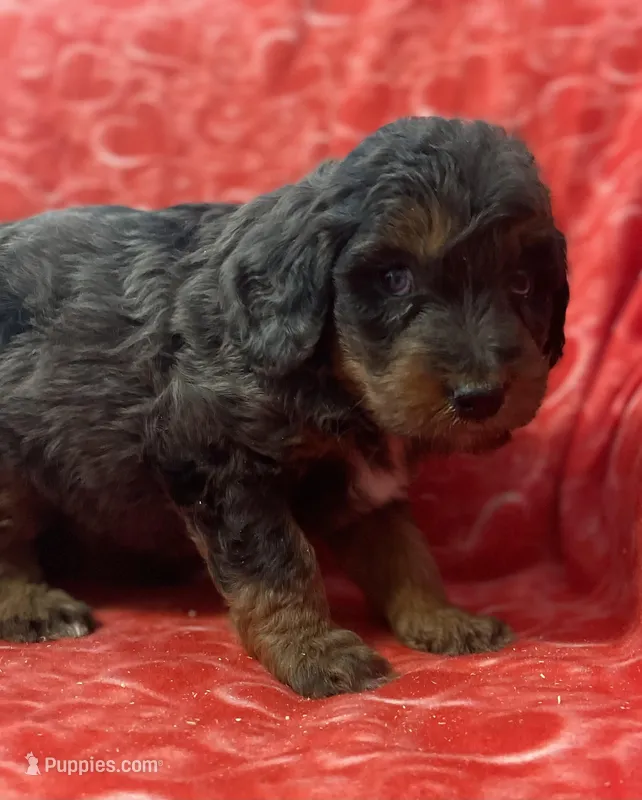 Sam, a male Bernedoodle and Miniature Bernedoodle for sale in Milford, MI – Photo 1 of 3