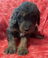 Sam, a male Bernedoodle and Miniature Bernedoodle for sale in Milford, MI – Photo 3 of 3