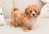 Honey, a female Maltipoo for sale in Saint Johns, FL – 2 of 6