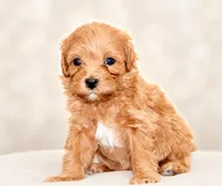 Honey, a female Maltipoo for sale in Saint Johns, FL – 6 of 6