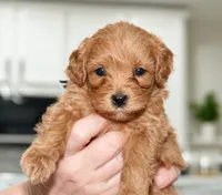 Honey, a female Maltipoo for sale in Saint Johns, FL – 3 of 6