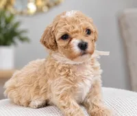 Honey, a female Maltipoo for sale in Saint Johns, FL – 5 of 6