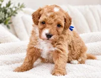 Honey, a female Maltipoo for sale in Saint Johns, FL – 1 of 6