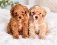 Honey, a female Maltipoo for sale in Saint Johns, FL – 4 of 6