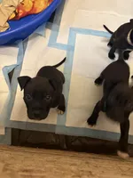 Unnamed, a male American Pit Bull Terrier and Cane Corso for sale in Berkeley Springs, WV – 7 of 9