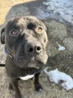Unnamed, a male American Pit Bull Terrier and Cane Corso for sale in Berkeley Springs, WV – 9 of 9