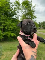 Unnamed, a male American Pit Bull Terrier and Cane Corso for sale in Berkeley Springs, WV – 1 of 9