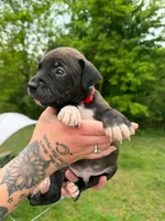 Unnamed, a male American Pit Bull Terrier and Cane Corso for sale in Berkeley Springs, WV – 2 of 9