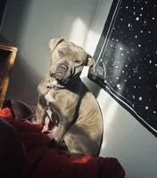 Unnamed, a male American Pit Bull Terrier and Cane Corso for sale in Berkeley Springs, WV – 5 of 9