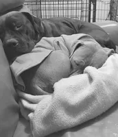 Unnamed, a male American Pit Bull Terrier and Cane Corso for sale in Berkeley Springs, WV – 8 of 9