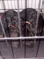 Unnamed, a male American Pit Bull Terrier and Cane Corso for sale in Berkeley Springs, WV – 6 of 9