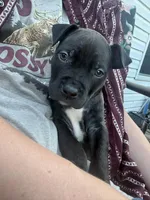 Unnamed, a male American Pit Bull Terrier and Cane Corso for sale in Berkeley Springs, WV – 4 of 9