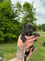 Unnamed, a male American Pit Bull Terrier and Cane Corso for sale in Berkeley Springs, WV – 3 of 9