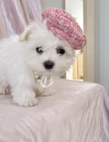 ACA Penelope, a female Maltese for sale in Dallas, TX – 3 of 6