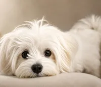 Forest Green Boy, a male Maltese for sale in Dallas, TX – 2 of 3