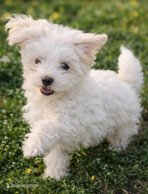 Boy 1 – Maltese puppy for sale in Dallas, TX