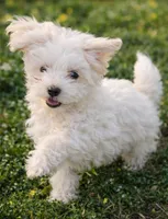 Boy 1, a male Maltese for sale in Dallas, TX – Photo 1 of 9