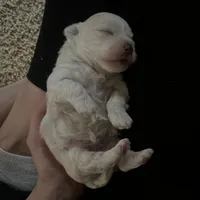 Boy 1, a male Maltese for sale in Dallas, TX – Photo 7 of 9