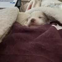 Boy 1, a male Maltese for sale in Dallas, TX – Photo 5 of 9