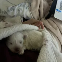 Boy 1, a male Maltese for sale in Dallas, TX – Photo 6 of 9