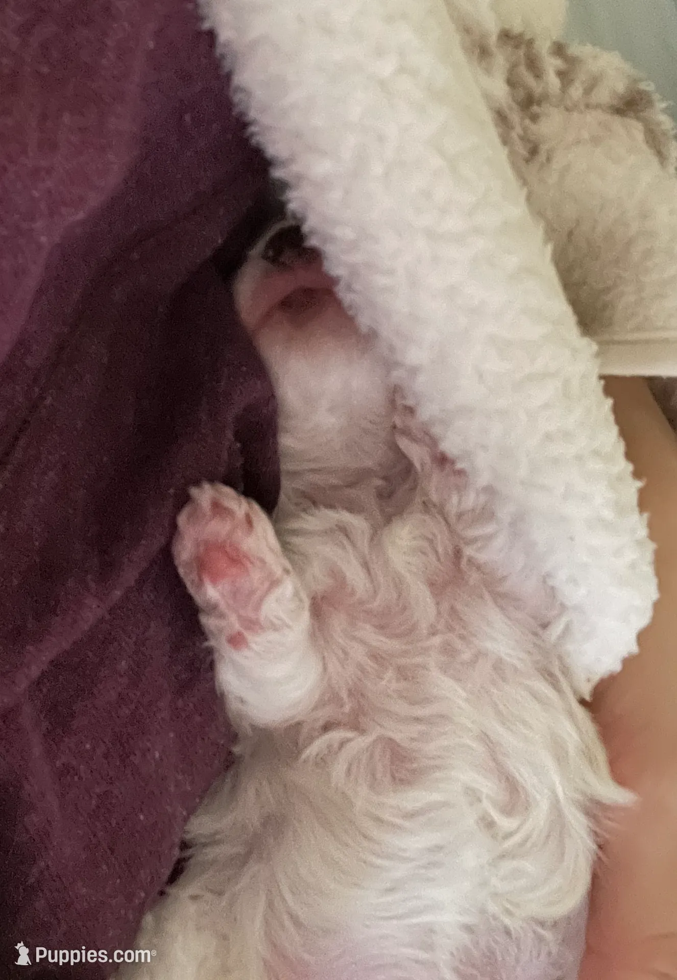 Boy 1, a male Maltese for sale in Dallas, TX – Photo 4 of 9