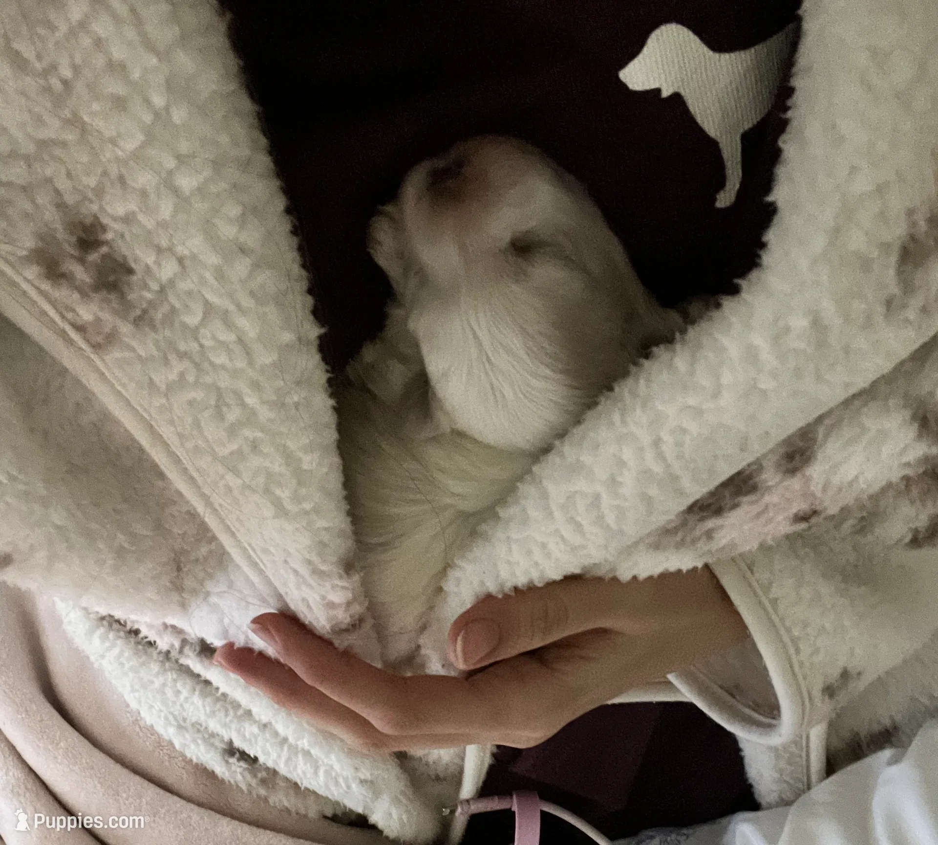 Boy 1, a male Maltese for sale in Dallas, TX – Photo 9 of 9