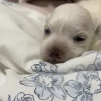 Boy 1, a male Maltese for sale in Dallas, TX – Photo 2 of 9